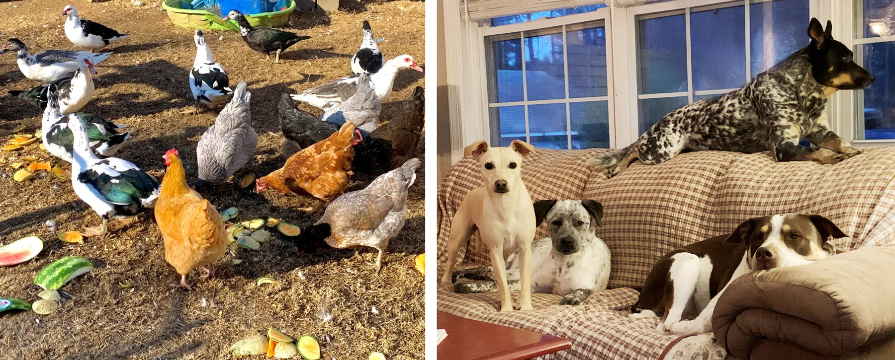 Professor Talley's animals