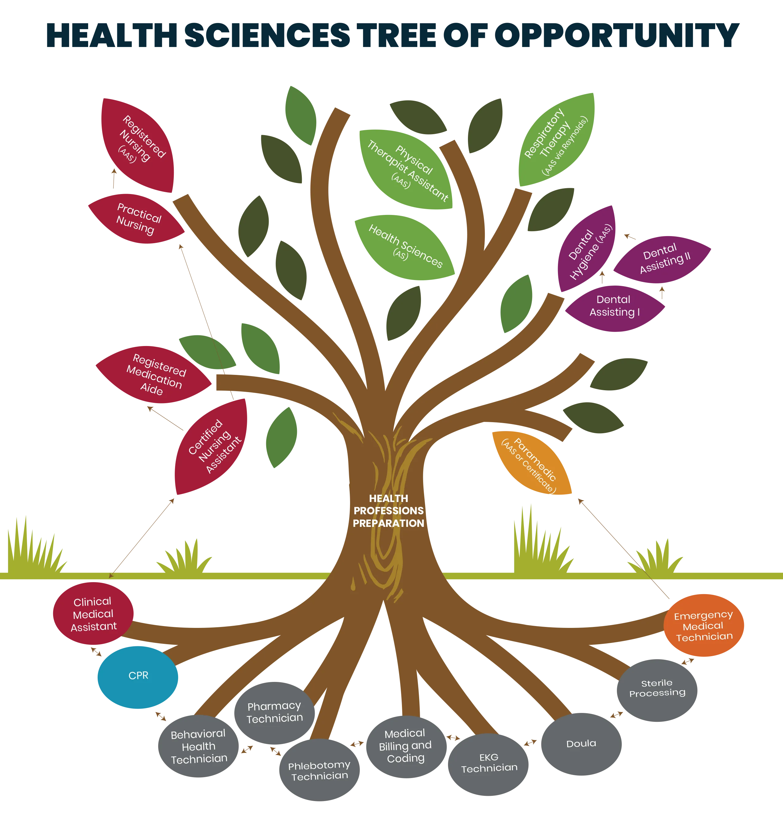 The Health Sciences Tree of Opportunity