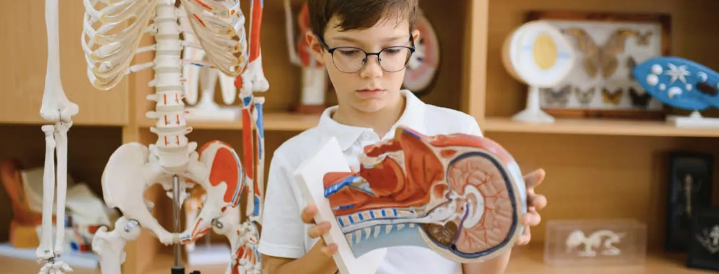 A young boy wearing glasses studies a model of a human head and brain in a lab