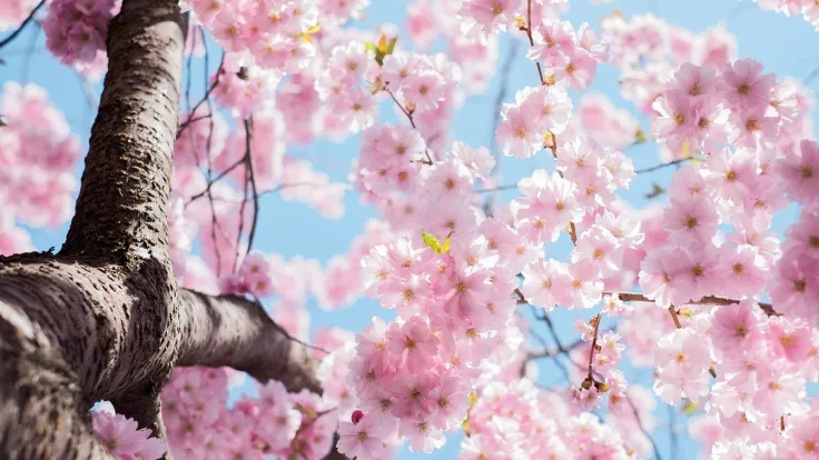 Cherry tree in bloom in spring