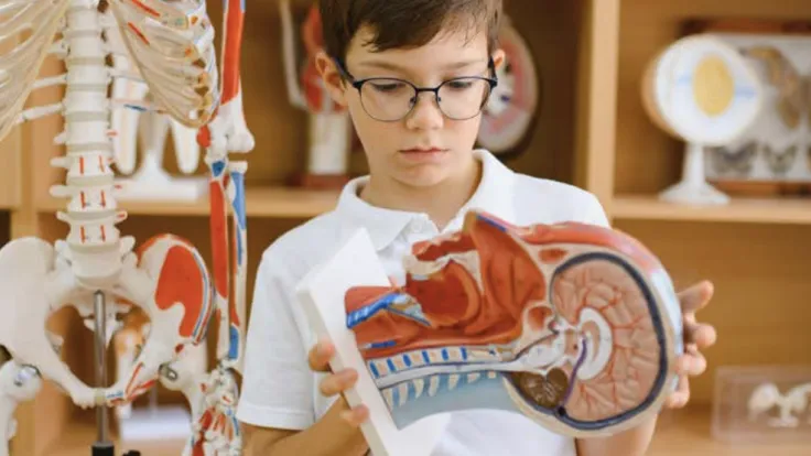 A young boy wearing glasses studies a model of a human head and brain in a lab