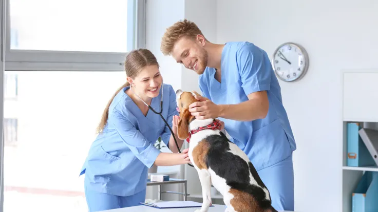 Male and female veterinary assistants wearing hospital scrubs pet a beagle in an exam room